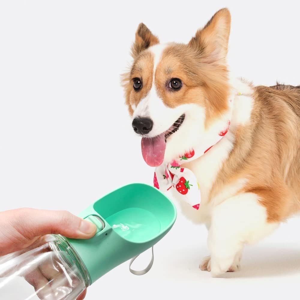 Corgi wearing a strawberry bandana drinking from a handheld pet water bottle.