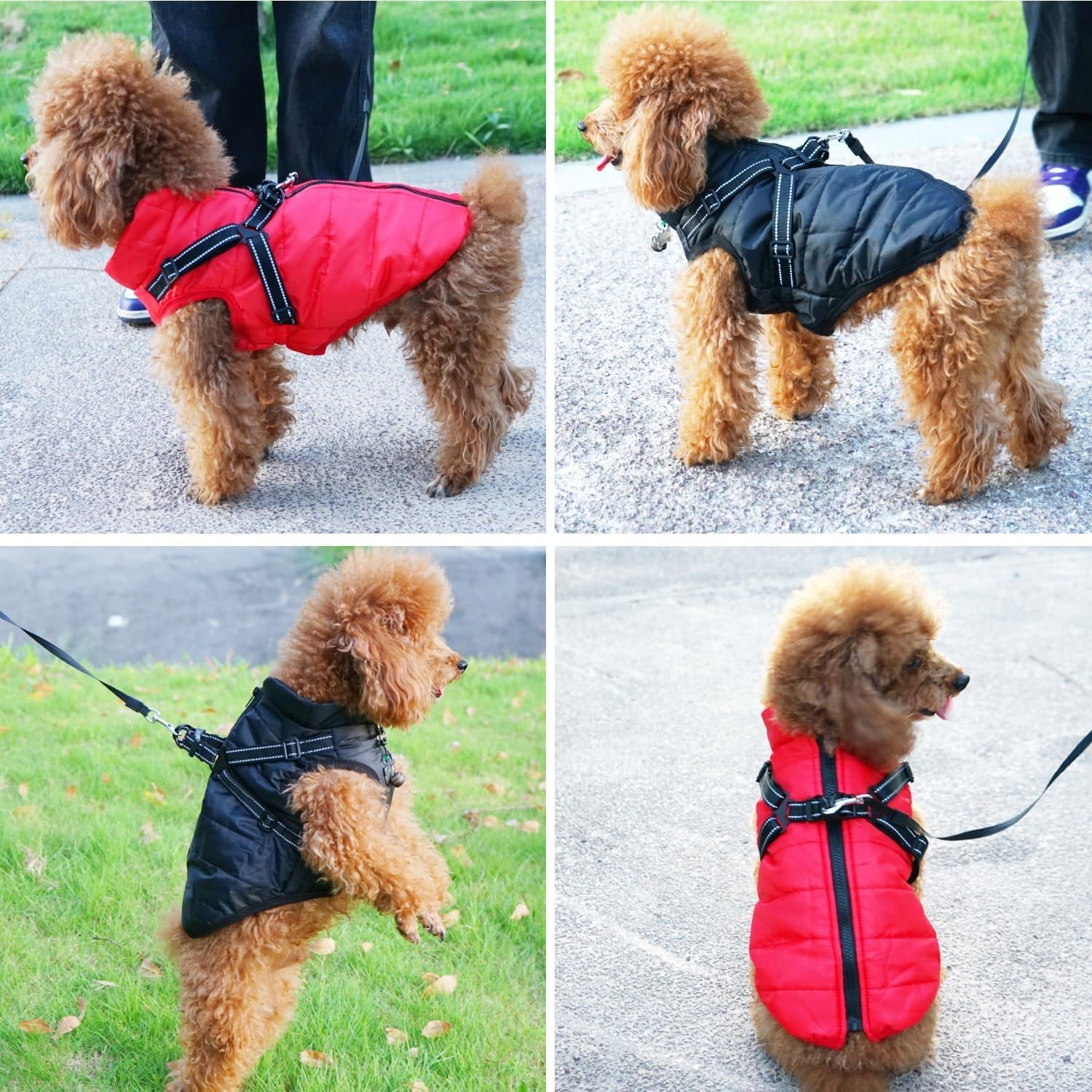 Four small dogs wearing red and black jackets, shown on a grassy and paved area.