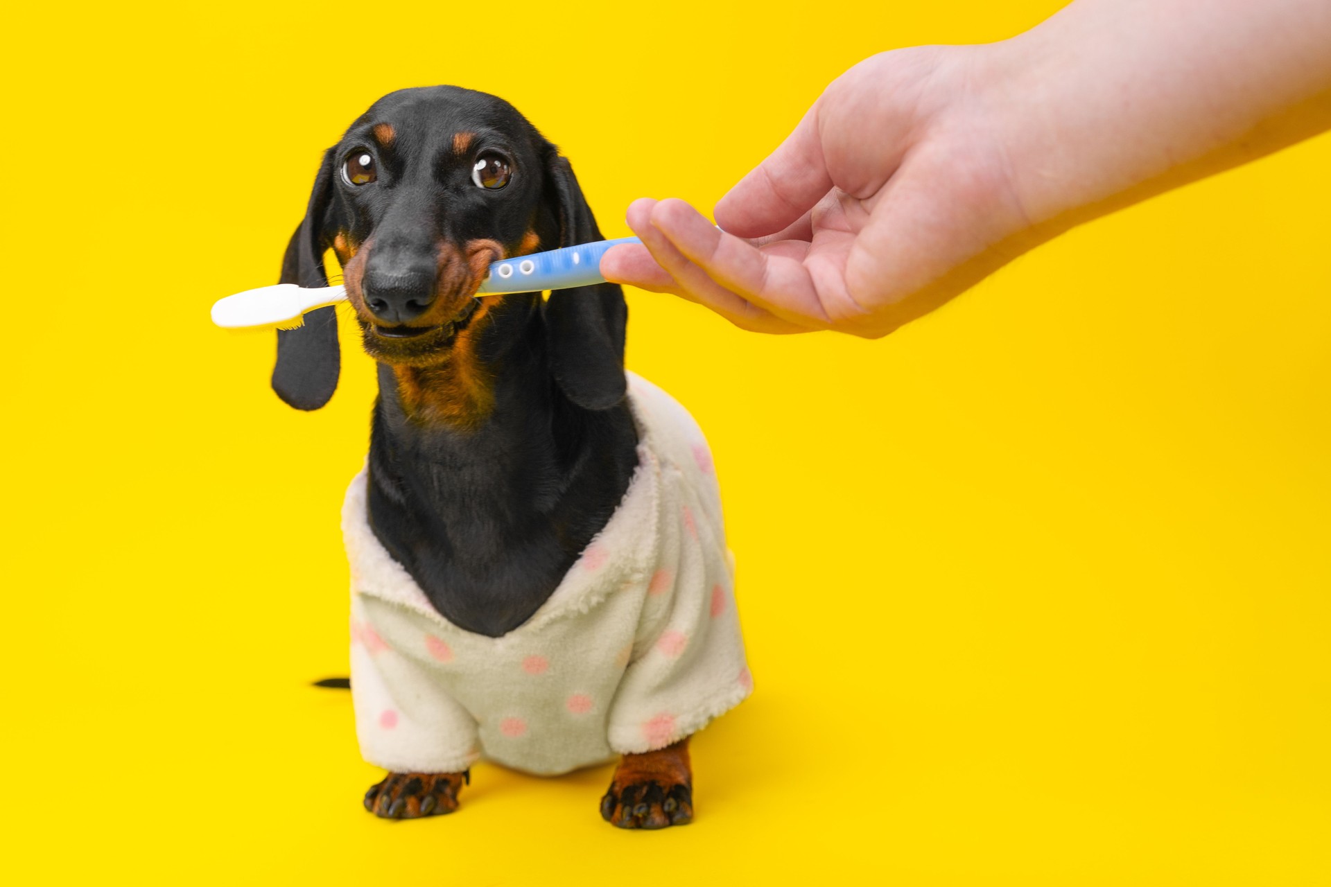 Dog in pajamas, toothbrush in mouth, holds tightly incredulously looks at hand